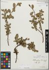 Foto von Salix glabra Scop. x Salix retusa L.